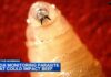 Screwworm fly detected in Texas decades after cattle threat was largely eradicated