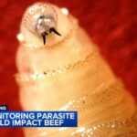 Screwworm fly detected in Texas decades after cattle threat was largely eradicated