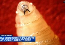 Screwworm fly detected in Texas decades after cattle threat was largely eradicated