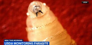 Screwworm fly detected in Texas decades after cattle threat was largely eradicated