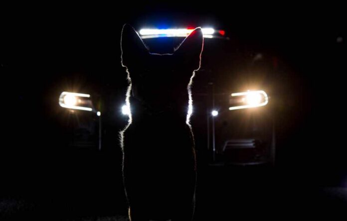 Silhouette of a police dog in front of a vehicle with emergency lights