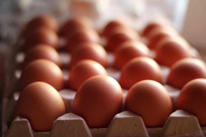 Organic,Brown,Eggs,In,Tray,Or,Egg,Box.,Poultry,Chicken Close-up of brown eggs arranged in a carton