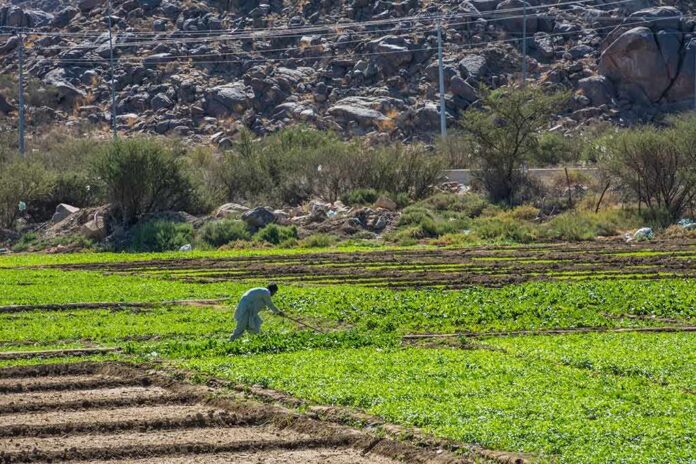 Farmer working in a green field near rocky hills